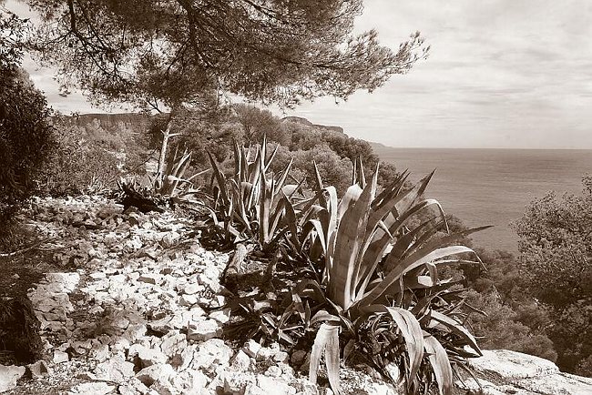 CRW_5327 Plants on stones.tif
