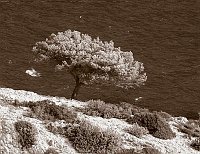 Capturefile: C:\Bilder Canon\New RAW\CRW_5090.CRW<br>CaptureSN: 870300696-1505090.005755<br>Software: C1 REBEL for Windows<br>