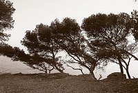 Capturefile: D:\Foto\Canon\Nytt RAW\CRW_1787.CRW<br>CaptureSN: 870300696-1171787.675943<br>Software: C1 REBEL for Windows<br>