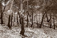 Capturefile: C:\Bilder Canon\New RAW\CRW_5248.CRW<br>CaptureSN: 870300696-1525248.183167<br>Software: C1 REBEL for Windows<br>