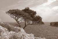 Capturefile: C:\Bilder Canon\New RAW\CRW_5198.CRW<br>CaptureSN: 870300696-1515198.023537<br>Software: C1 REBEL for Windows<br>