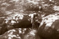 Capturefile: C:\Bilder Canon\New RAW\CRW_3975.CRW<br>CaptureSN: 870300696-1393975.414647<br>Software: C1 REBEL for Windows<br>