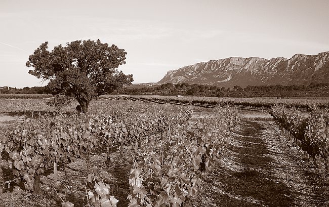 CRW_1800 County of wines.tif